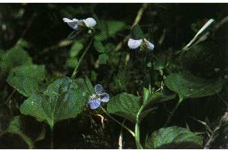 <i>Viola nephrophylla</i> Greene var. arizonica (Greene) Kearney & Peebles