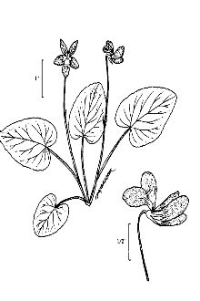 <i>Viola nephrophylla</i> Greene var. arizonica (Greene) Kearney & Peebles