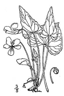 <i>Viola sororia</i> Willd. var. novae-angliae (House) McKinney