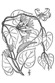 <i>Vincetoxicum shortii</i> (A. Gray) Britton