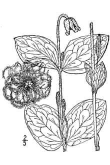 <i>Coriflora ochroleuca</i> (Aiton) W.A. Weber