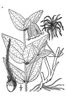 <i>Coriflora ochroleuca</i> (Aiton) W.A. Weber