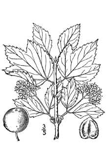 <i>Viburnum pauciflorum</i> La Pylaie ex Torr. & A. Gray
