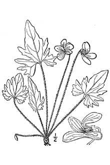<i>Viola palmata</i> L., database artifact