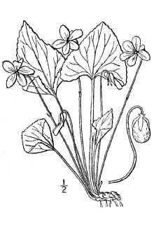<i>Viola latiuscula</i> Greene