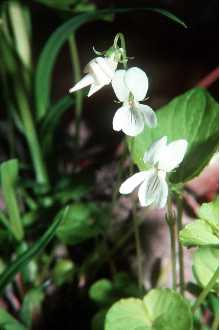 Smooth White Violet