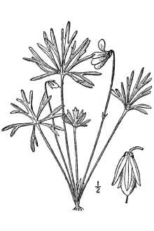 <i>Viola palmata</i> L. var. pedatifida (G. Don) Cronquist