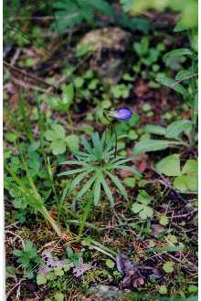 <i>Viola palmata</i> L. var. pedatifida (G. Don) Cronquist