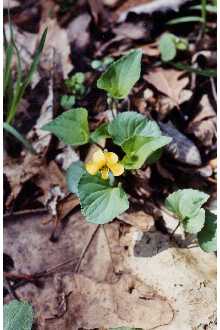 <i>Viola pubescens</i> Aiton var. eriocarpon Nutt.