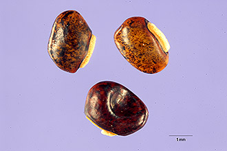 <i>Phaseolus peduncularis</i> Kunth