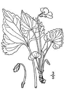 <i>Viola pectinata</i> E.P. Bicknell
