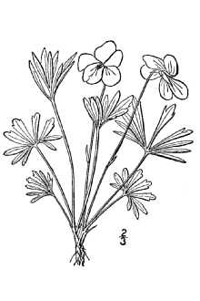 <i>Viola pedata</i> L. var. concolor Holm ex Brainerd