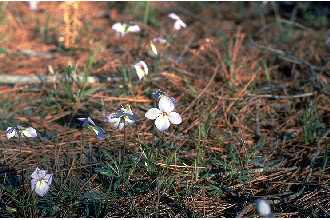 <i>Viola pedata</i> L. var. ranunculifolia DC.