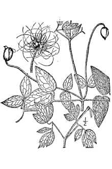 <i>Clematis pitcheri</i> Torr. & A. Gray var. filifera (Benth.) B.L. Rob. ex A. Gray