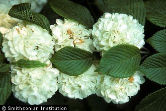 <i>Viburnum plicatum</i> Thunb. var. tomentosum (Thunb.) Miq.