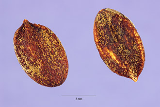 <i>Viburnum prunifolium</i> L. var. globosum Nash