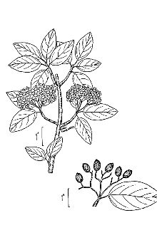 <i>Viburnum prunifolium</i> L. var. globosum Nash
