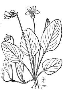 <i>Viola primulifolia</i> L. ssp. occidentalis (A. Gray) L.E. McKinney & R.J. Little