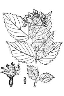 <i>Viburnum pubescens</i> (Aiton) Pursh var. deamii Rehder