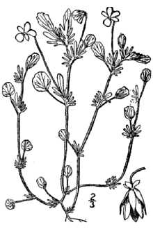 <i>Viola kitaibeliana</i> Schult. var. rafinesquei (Greene) Fernald