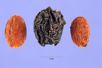 <i>Viburnum rafinesqueanum</i> Schult. var. rafinesqueanum