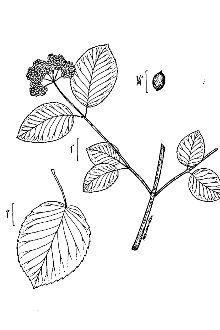 <i>Viburnum dentatum</i> L. var. lucidum Aiton