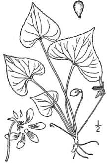 <i>Viola nephrophylla</i> Greene var. cognata (Greene) C.L. Hitchc.