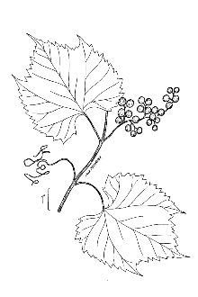 <i>Vitis riparia</i> Michx. var. praecox Engelm. ex L.H. Bailey
