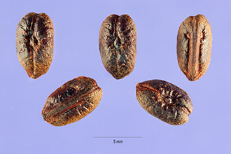 <i>Muscadinia rotundifolia</i> (Michx.) Small
