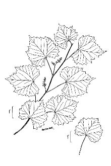 <i>Muscadinia rotundifolia</i> (Michx.) Small