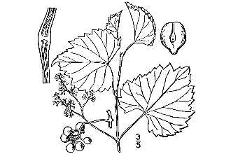 <i>Vitis rupestris</i> Scheele var. dissecta Eggert ex L.H. Bailey