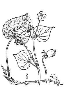 <i>Viola canadensis</i> L. ssp. rydbergii (Greene) House
