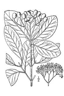 <i>Viburnum prunifolium</i> L. var. ferrugineum Torr. & A. Gray