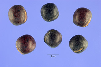 <i>Vicia sativa</i> L. ssp. segetalis (Thuill.) Celak.