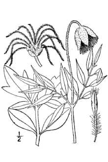 <i>Coriflora scottii</i> (Porter) W.A. Weber