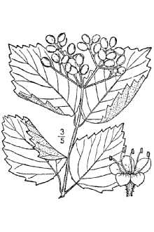 <i>Viburnum dentatum</i> L. var. semitomentosum Michx.