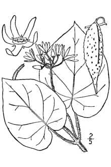 <i>Gonolobus obliquus</i> (Jacq.) R. Br. ex Schult.