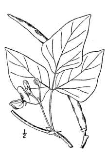 <i>Vigna sinensis</i> (L.) Savi ex Hassk.