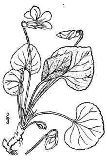<i>Viola papilionacea</i> Pursh var. priceana (Pollard) Alexander