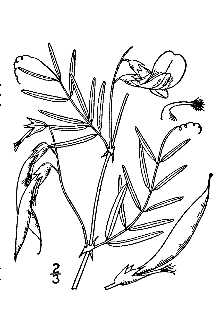 <i>Vicia americana</i> Muhl. ex Willd. var. minor Hook.