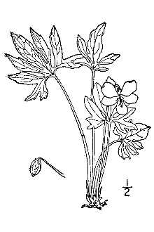 <i>Viola palmata</i> L., database artifact