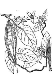 <i>Vincetoxicum gonocarpos</i> Walter
