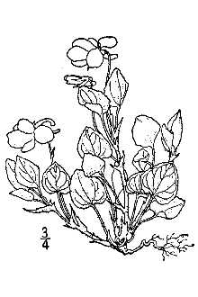 <i>Viola adunca</i> Sm. var. bellidifolia (Greene) Harrington