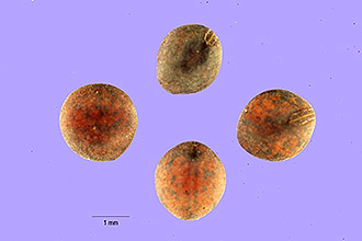 <i>Vicia ludoviciana</i> Nutt. var. laxiflora Shinners