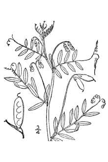 <i>Vicia tetrasperma</i> (L.) Schreb. var. tenuissima Druce