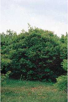 <i>Viburnum opulus</i> L. ssp. trilobum (Marshall) R.T. Clausen