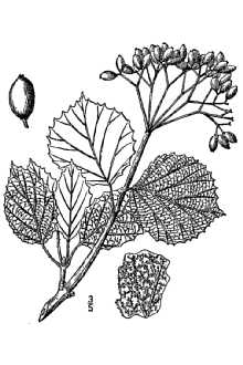 <i>Viburnum scabrellum</i> (Torr. & A. Gray) Chapm. var. venosum (Britton) McAtee