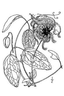 <i>Viorna versicolor</i> (Small ex Rydb.) Small