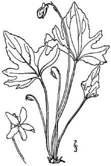<i>Viola viarum</i> Pollard, database artifact