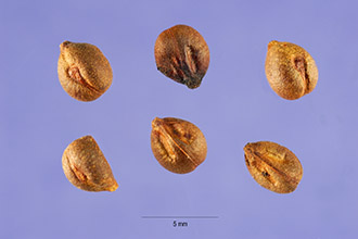 <i>Vitis cordifolia</i> Michx. var. foetida Engelm.
